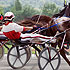 Northfield Harness